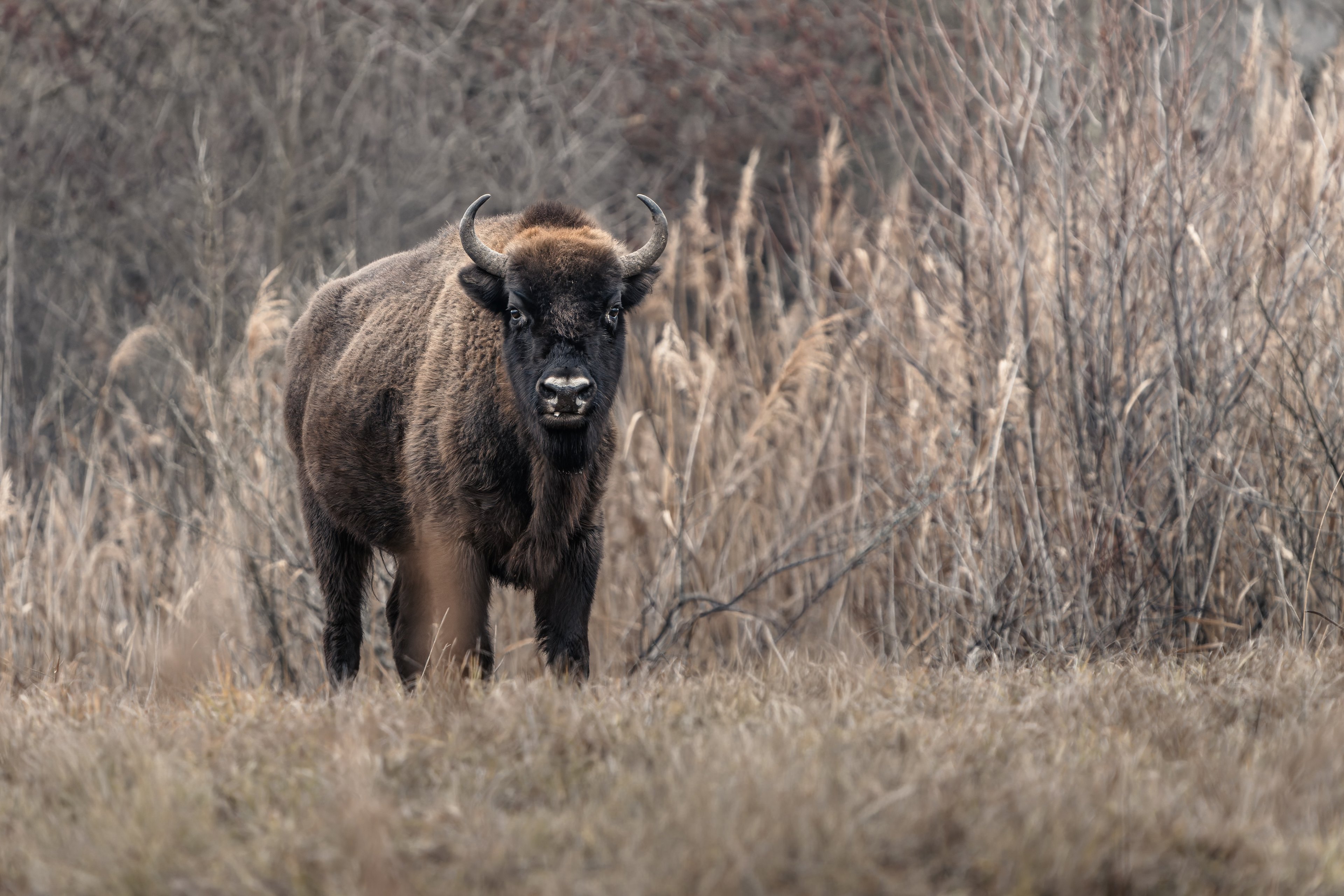Bison bonasus