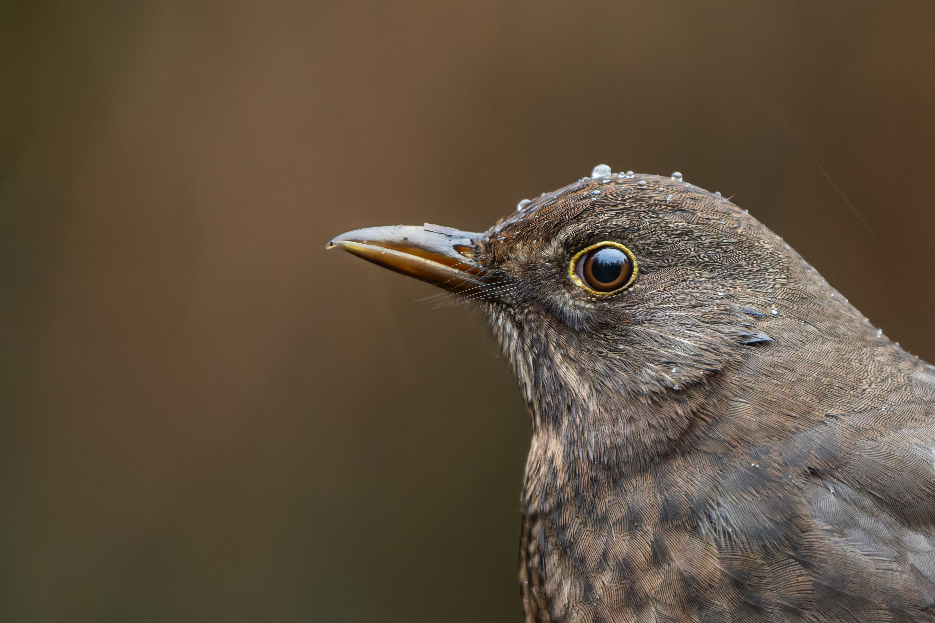 Photograph of Blackbird (Turdus merula) in Little Snoring, Norfolk, England, United Kingdom