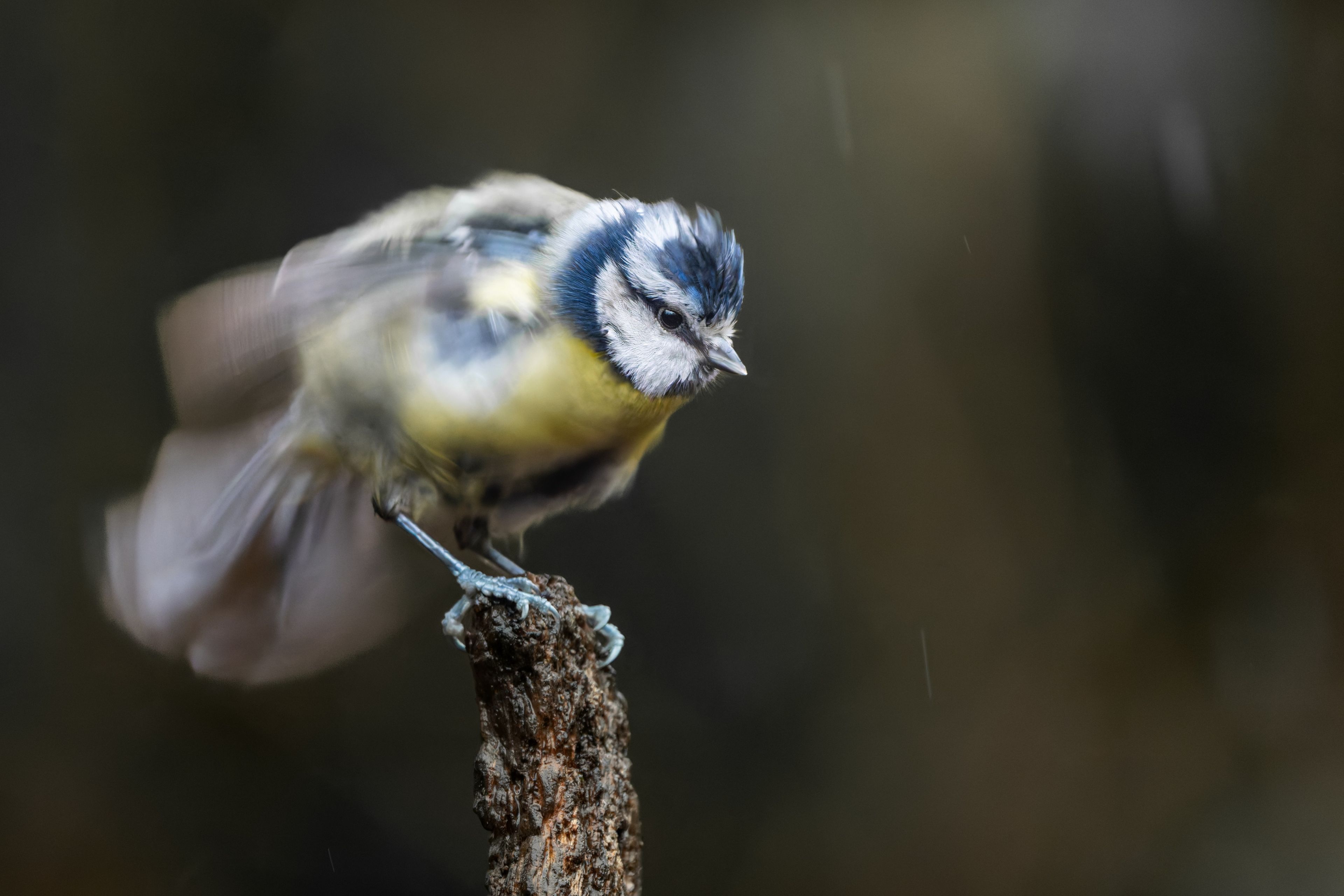 Photograph of Blue Tit (Cyanistes caeruleus) in Little Snoring, Norfolk, England, United Kingdom