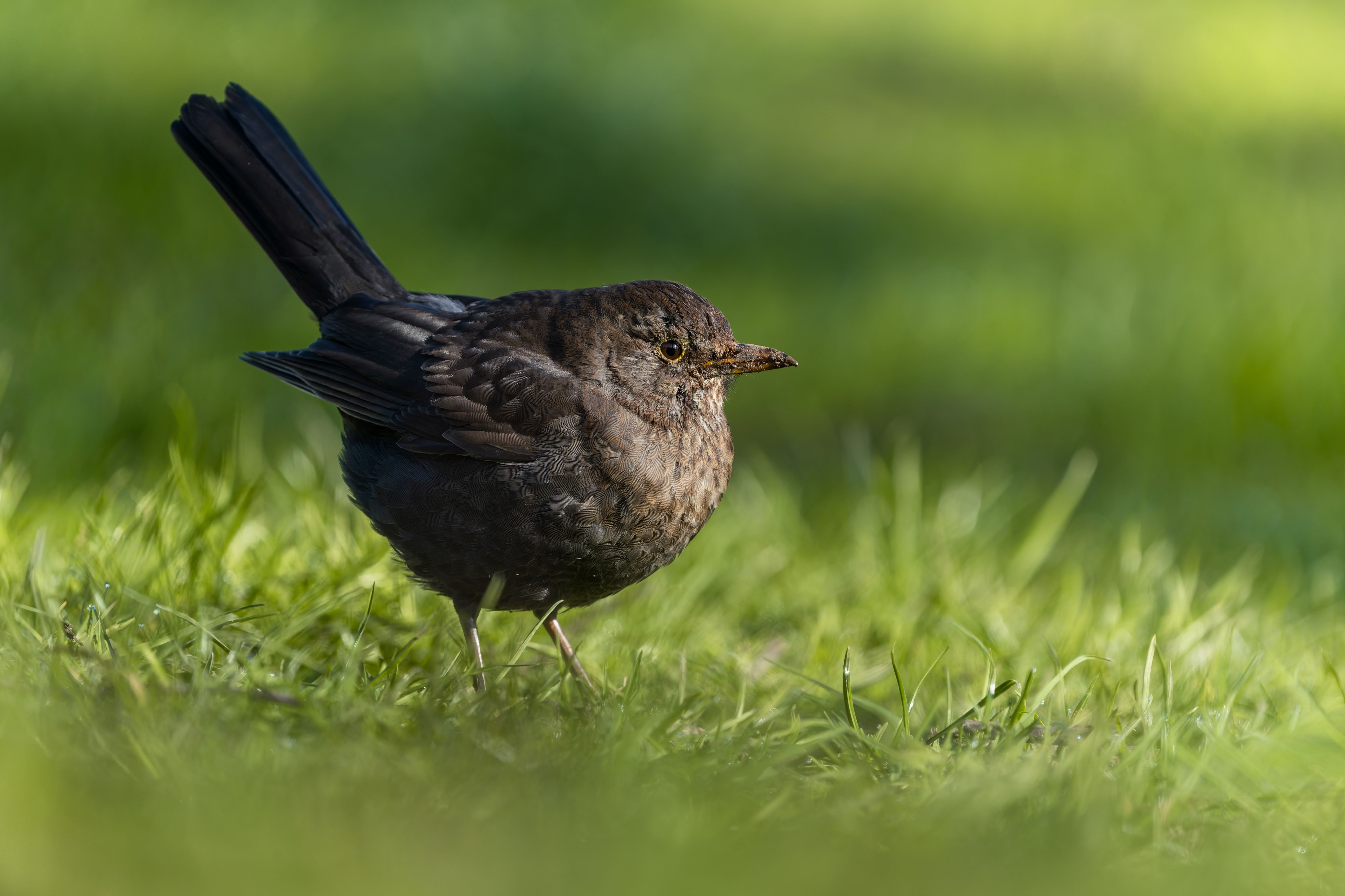 Blackbird | Species Turdus merula | Dom Barker