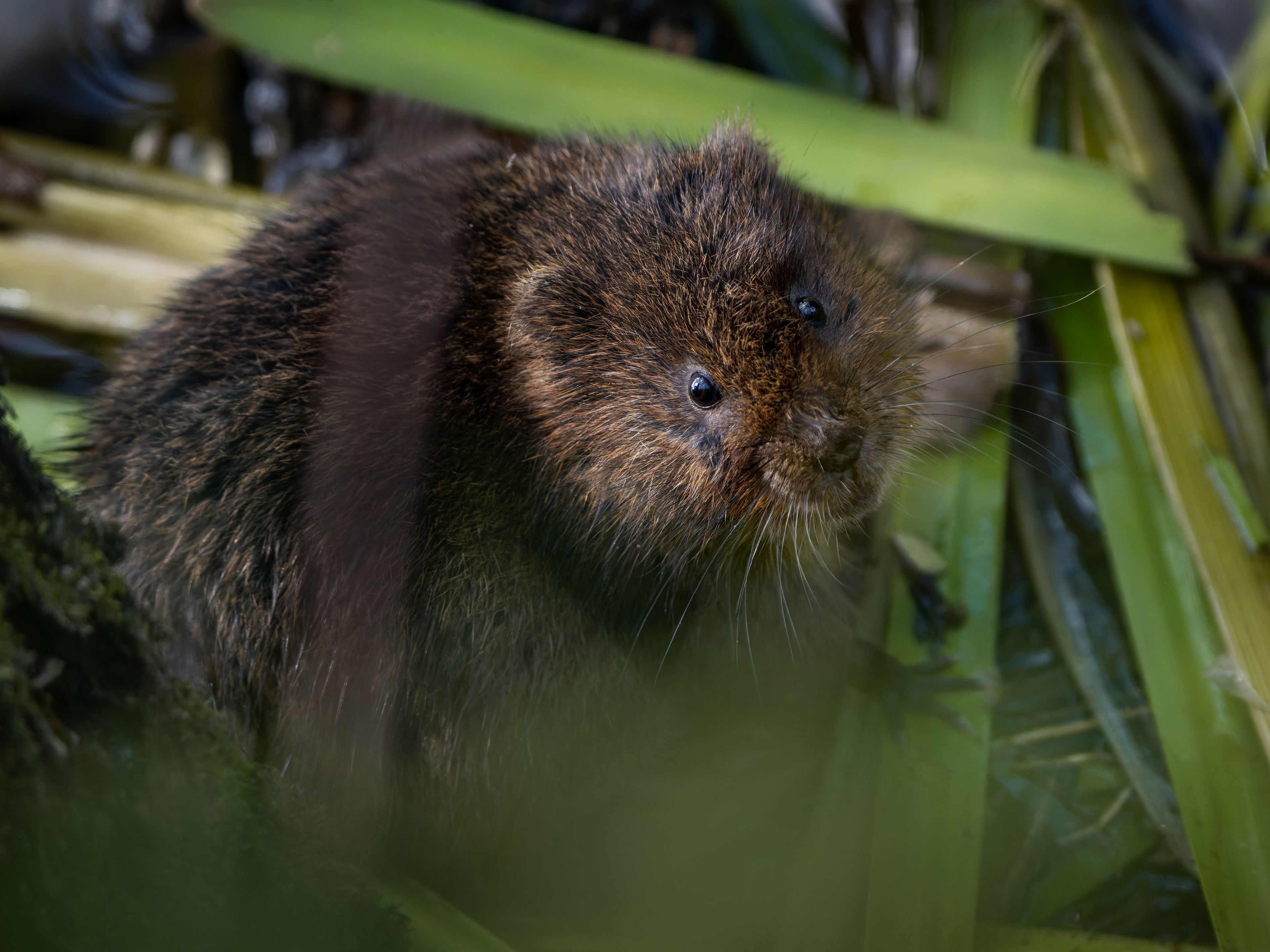 Water Vole