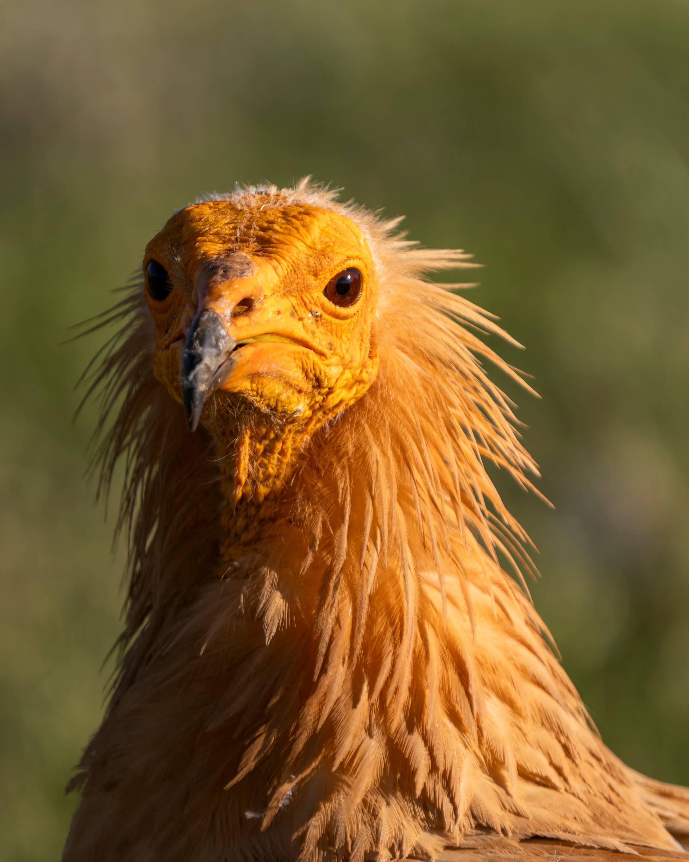 Egyptian Vulture, Odèn, Lleida, Spain