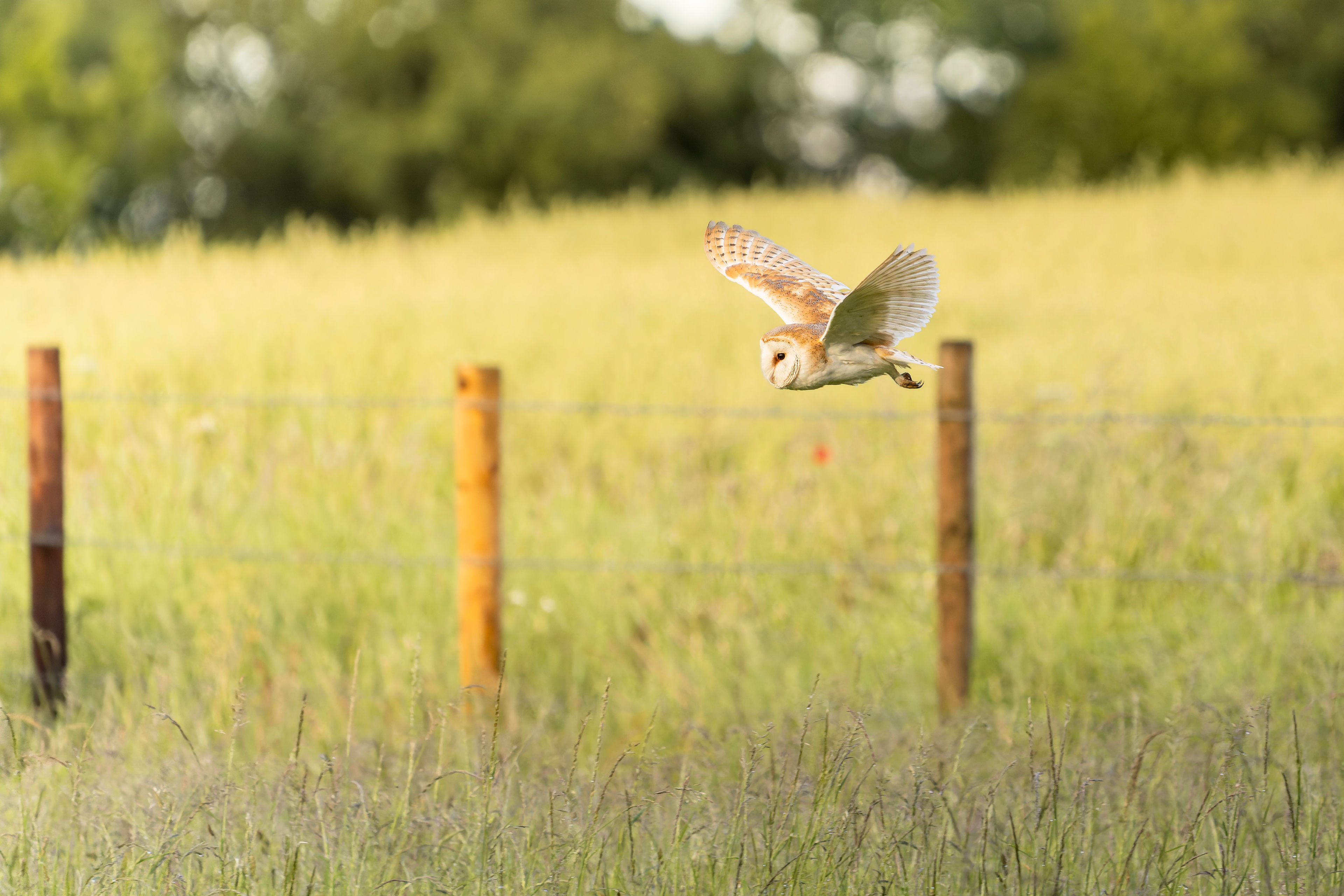 Barn Owl, Charlton, Hertfordshire, England, United Kingdom