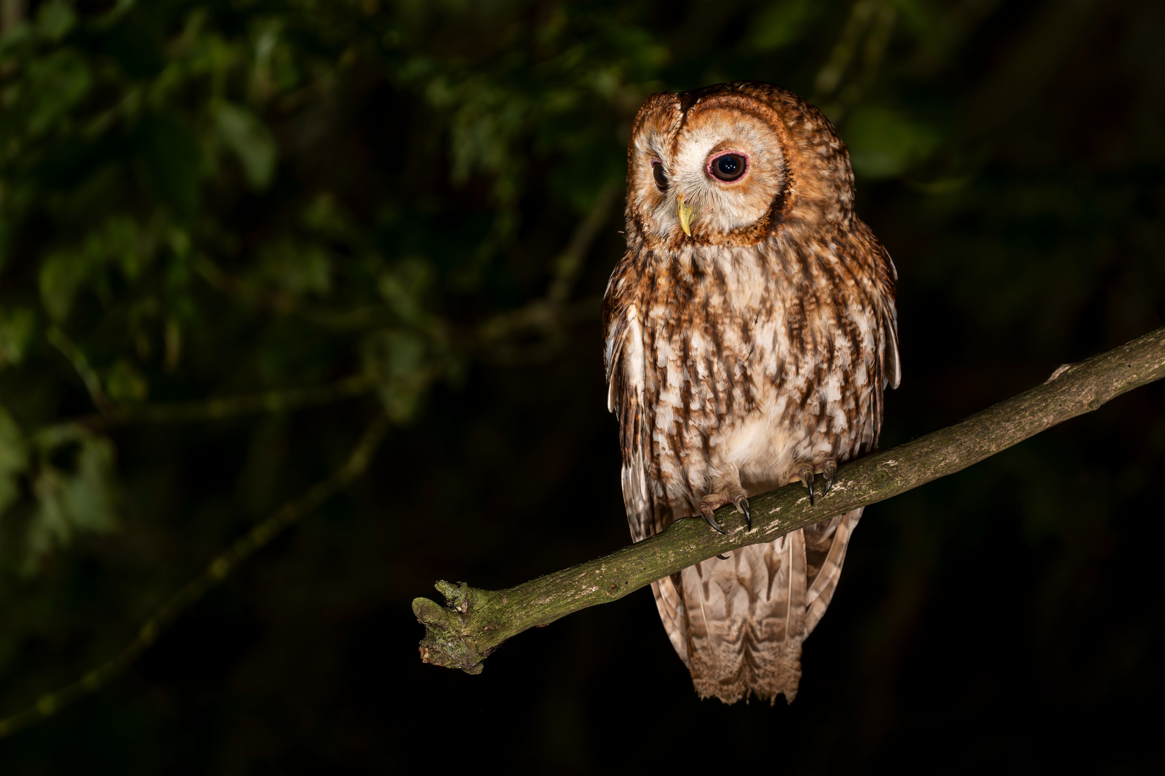 Tawny Owl