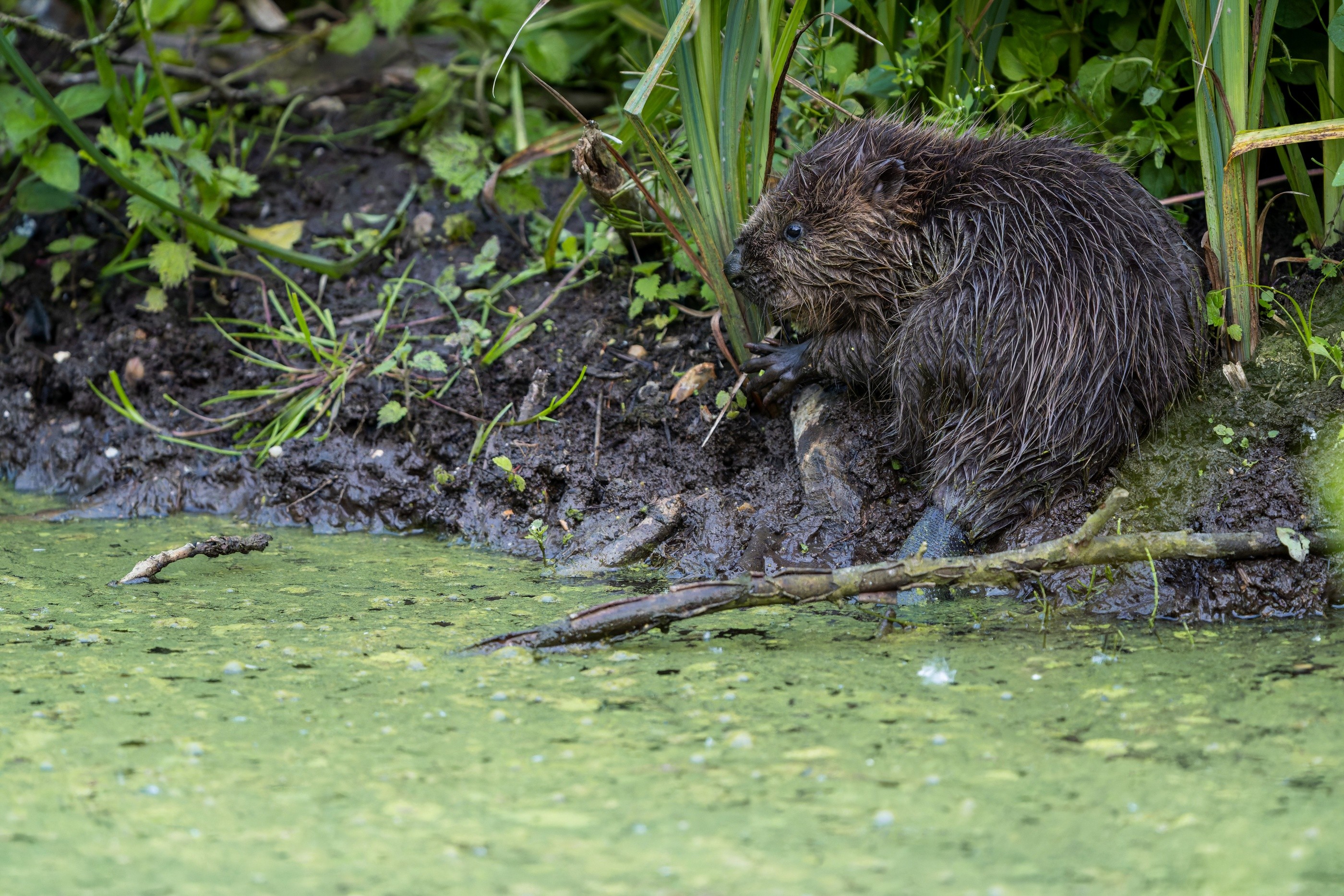 Eurasian Beaver, Sheringham, Norfolk, England, United Kingdom