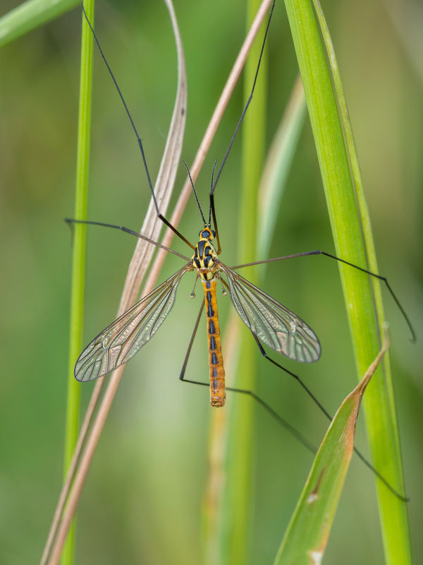 Nephrotoma flavescens