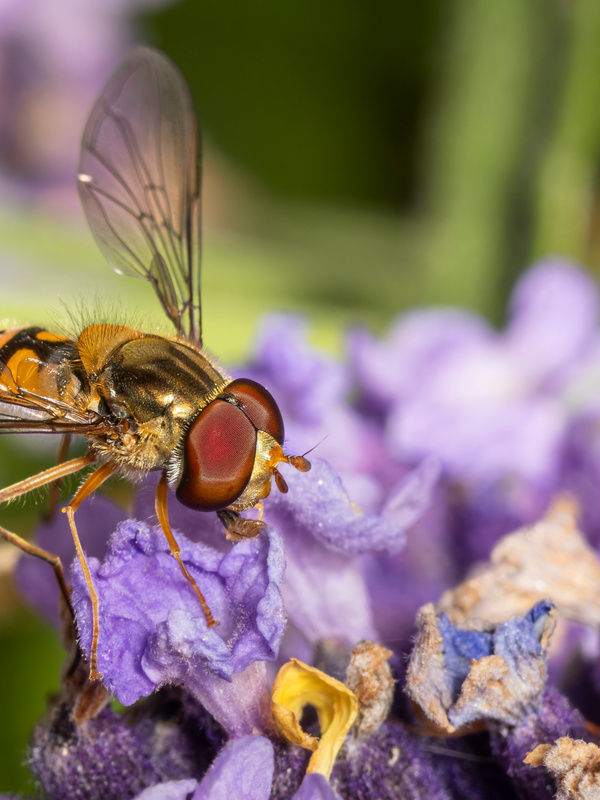 Marmalade Hover Fly, Hitchin, Hertfordshire, England, United Kingdom