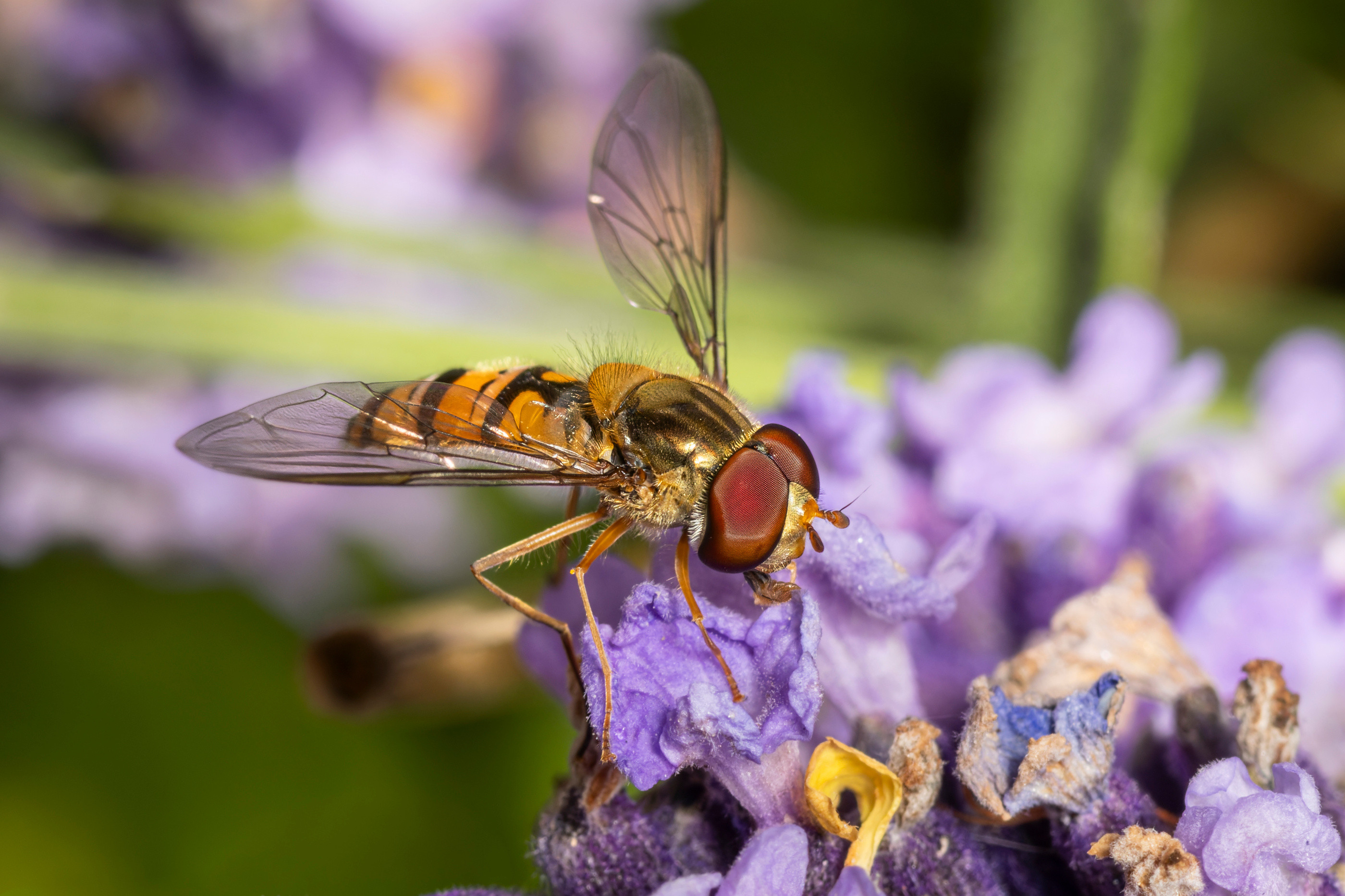Marmalade Hover Fly, Hitchin, Hertfordshire, England, United Kingdom