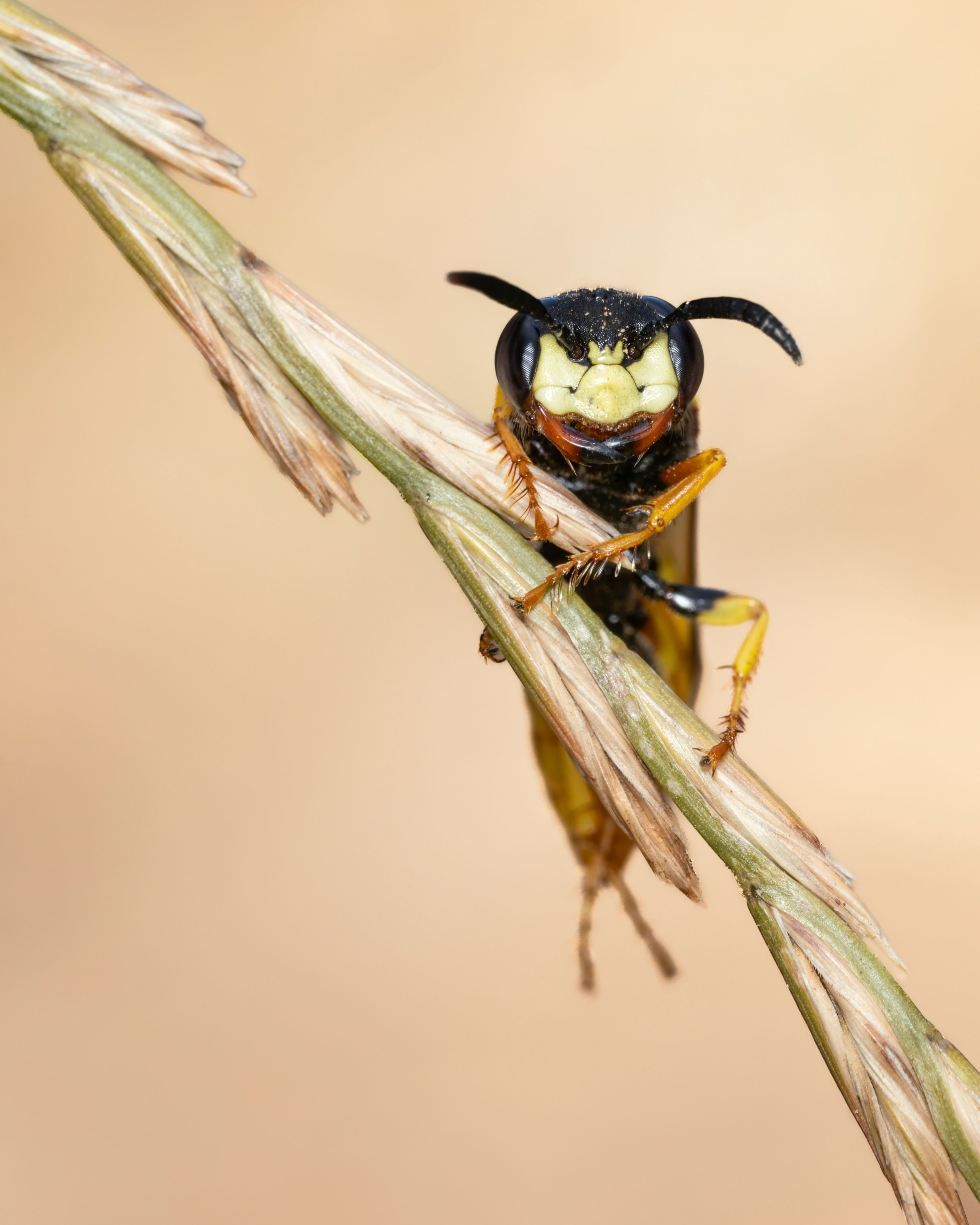 European Beewolf, Hitchin, Hertfordshire, England, United Kingdom