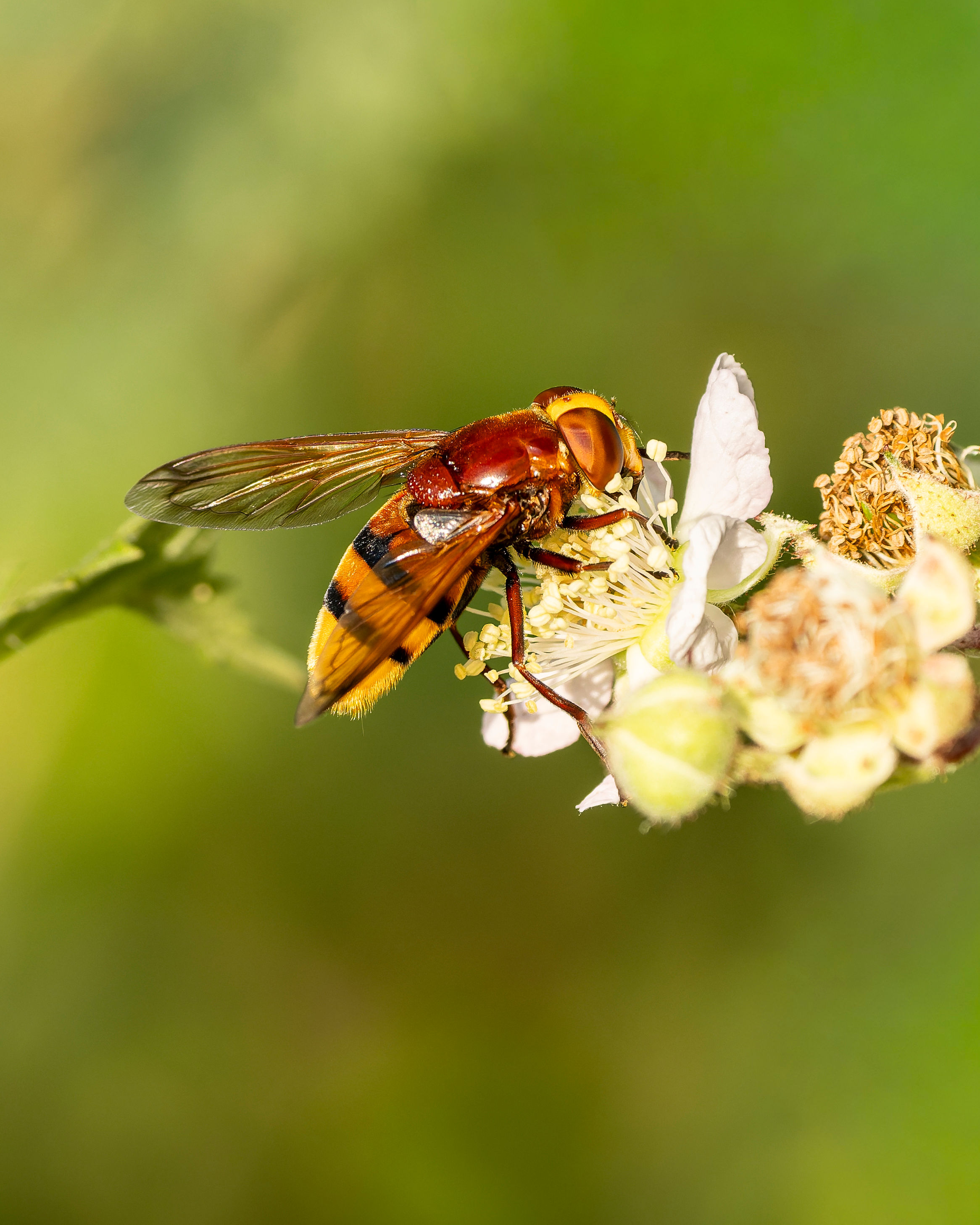 Hornet Hoverfly, Hitchin, Hertfordshire, England, United Kingdom