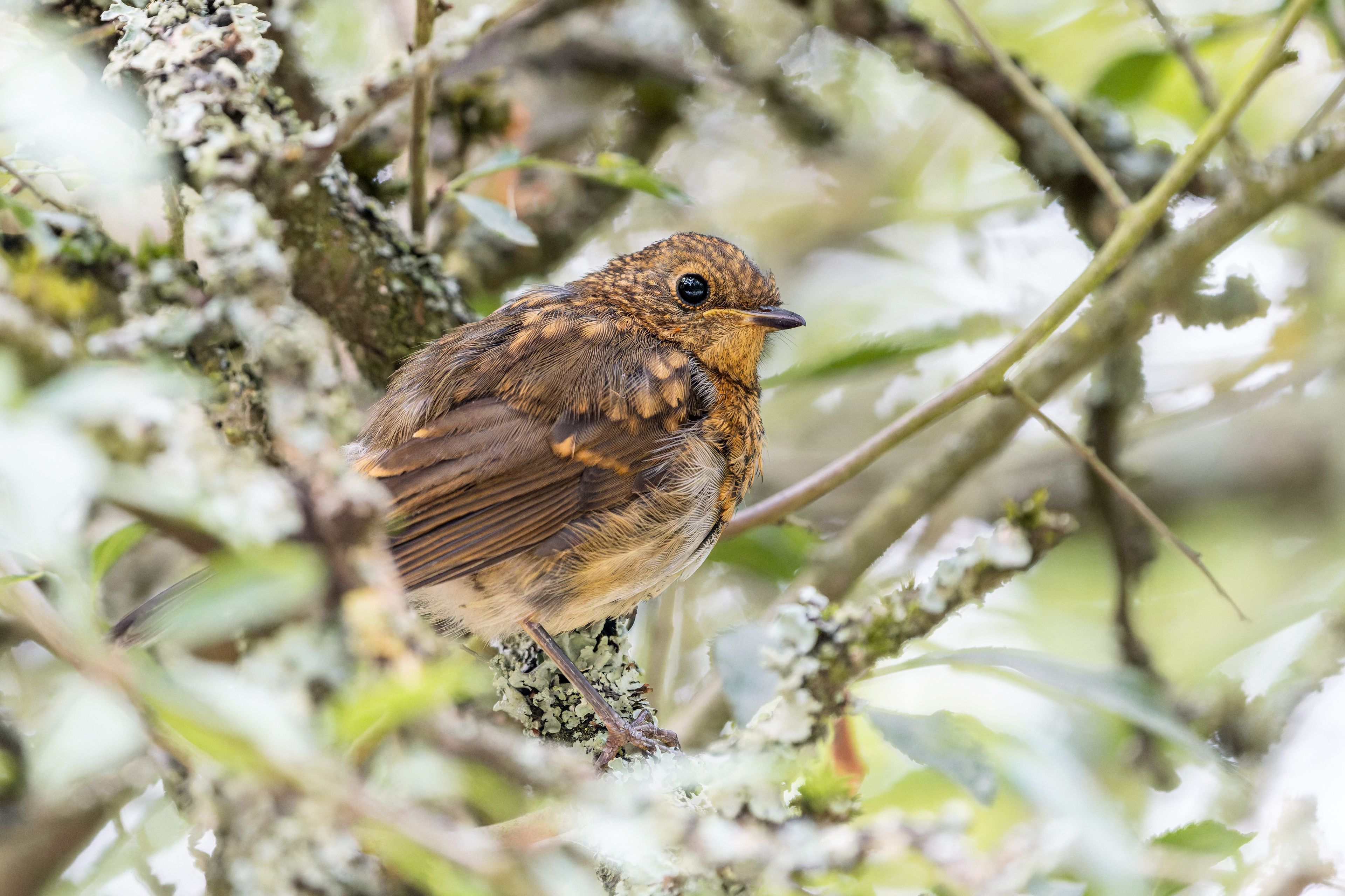 Robin, Hitchin, Hertfordshire, England, United Kingdom