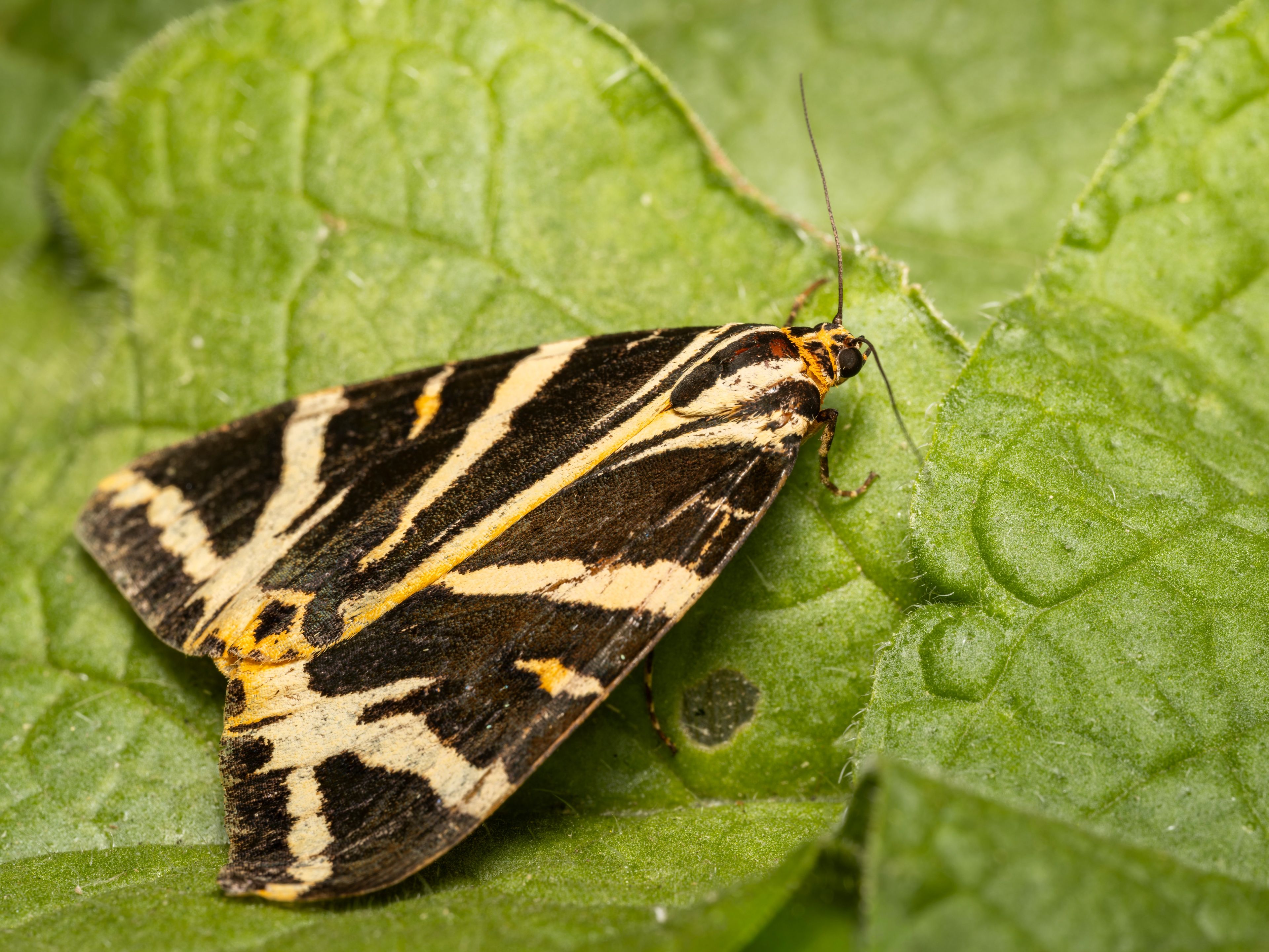 Jersey Tiger-moth, Hitchin, Hertfordshire, England, United Kingdom