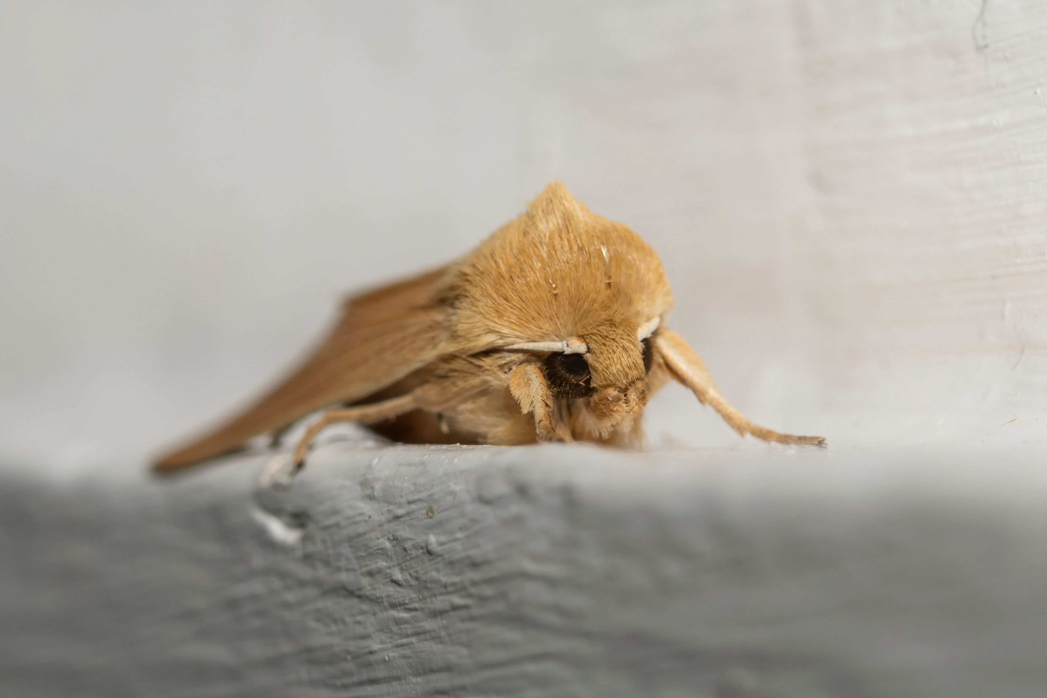 Common Wainscot, Hitchin, Hertfordshire, England, United Kingdom