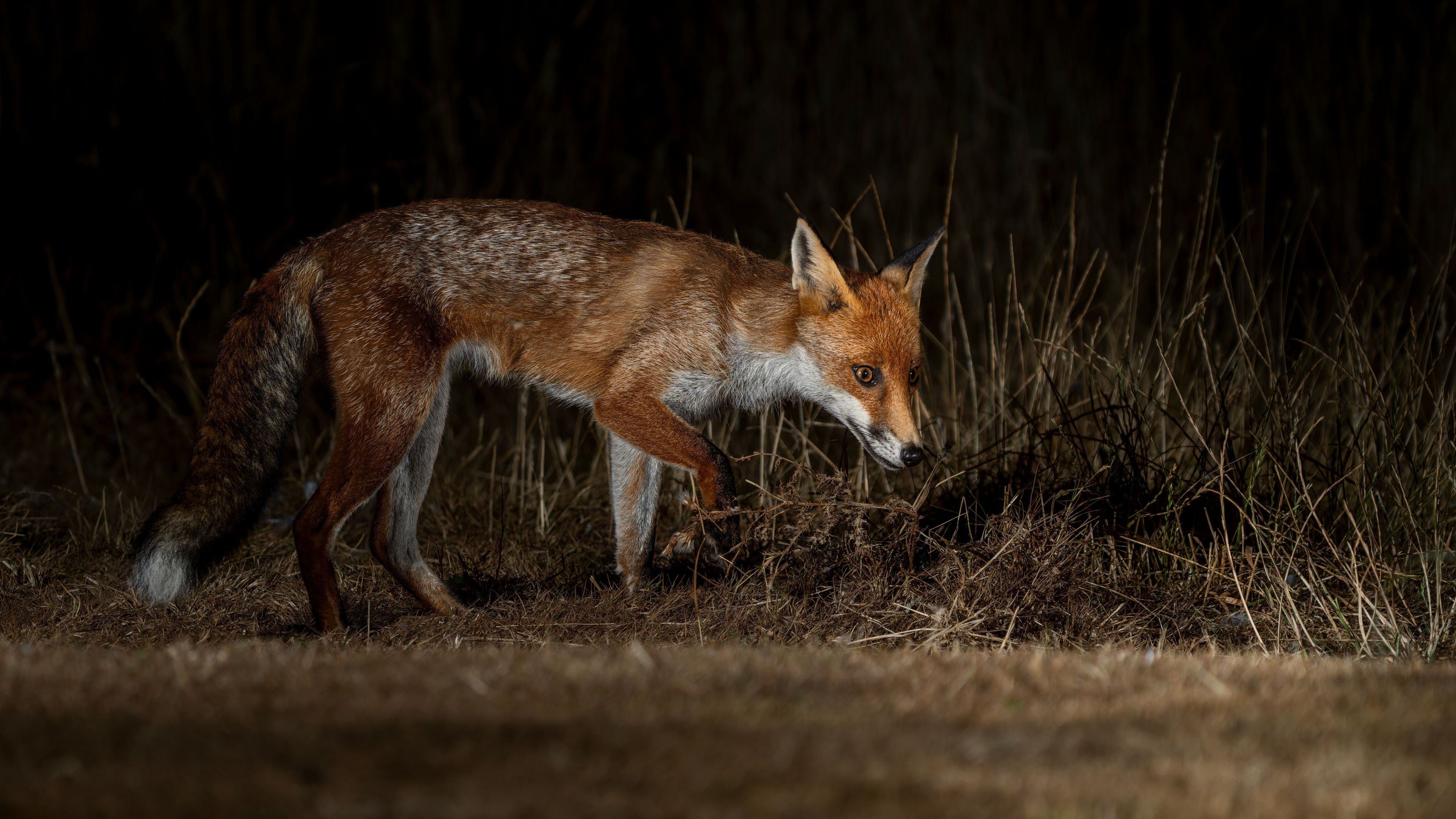 Red Fox