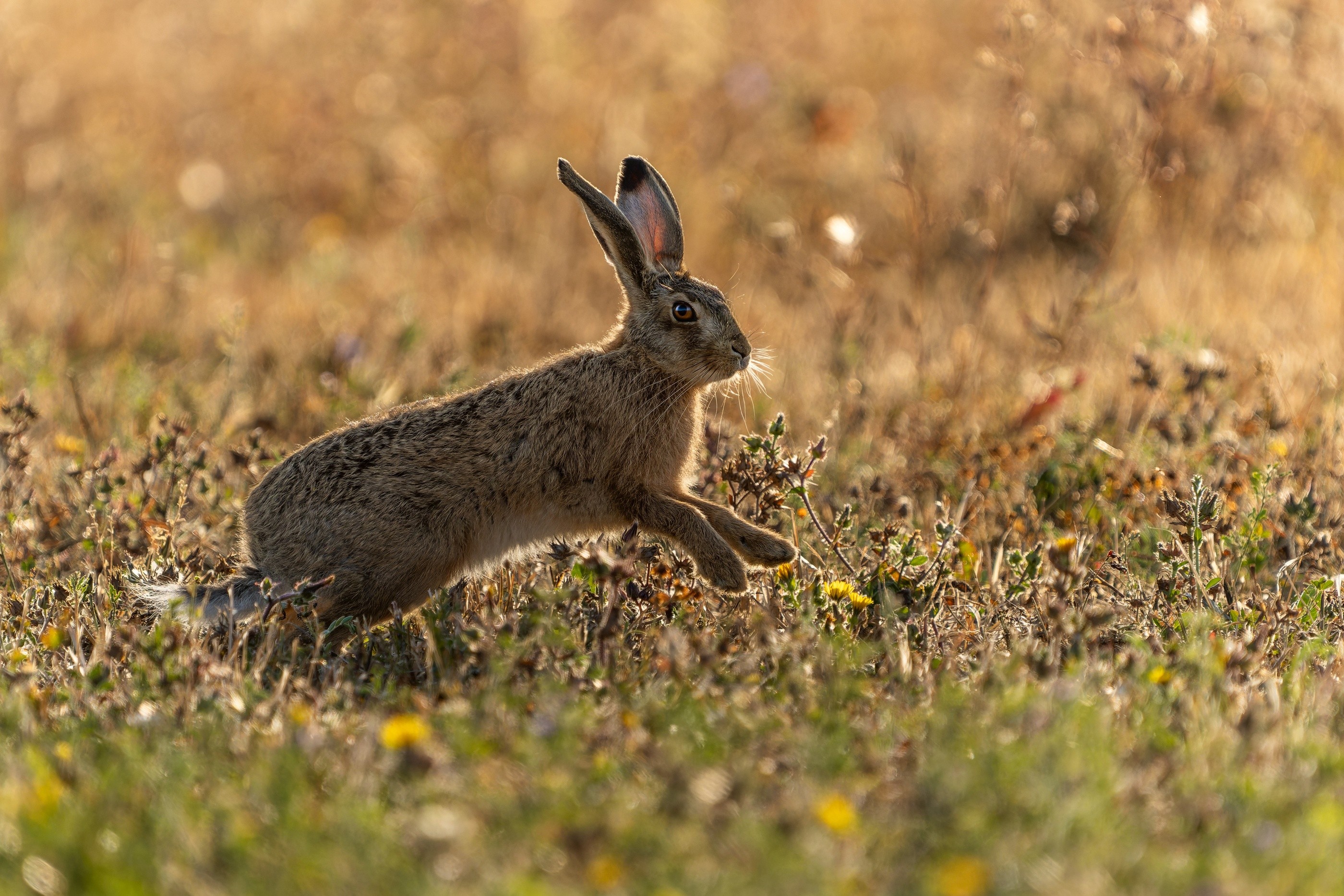 Brown Hare, Oakham, Rutland, England, United Kingdom