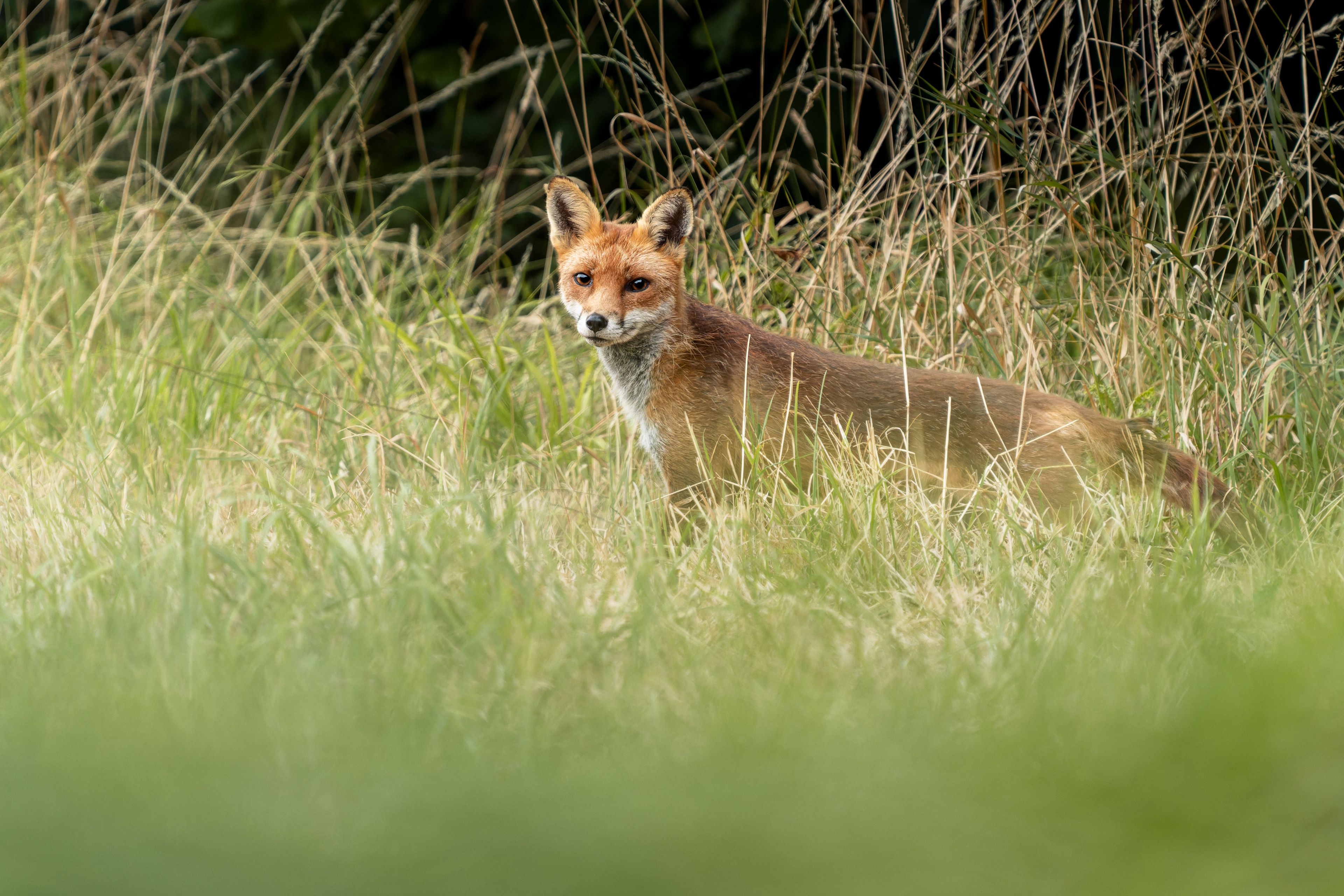 Red Fox, Hitchin, Hertfordshire, England, United Kingdom
