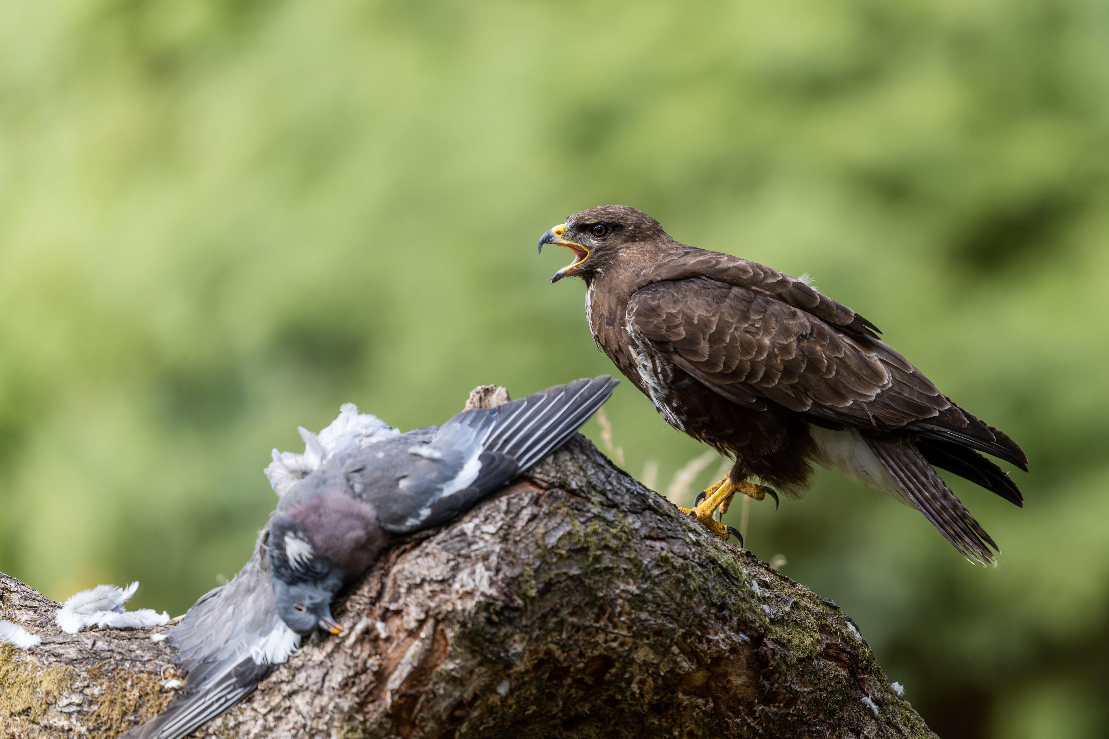 Buzzard