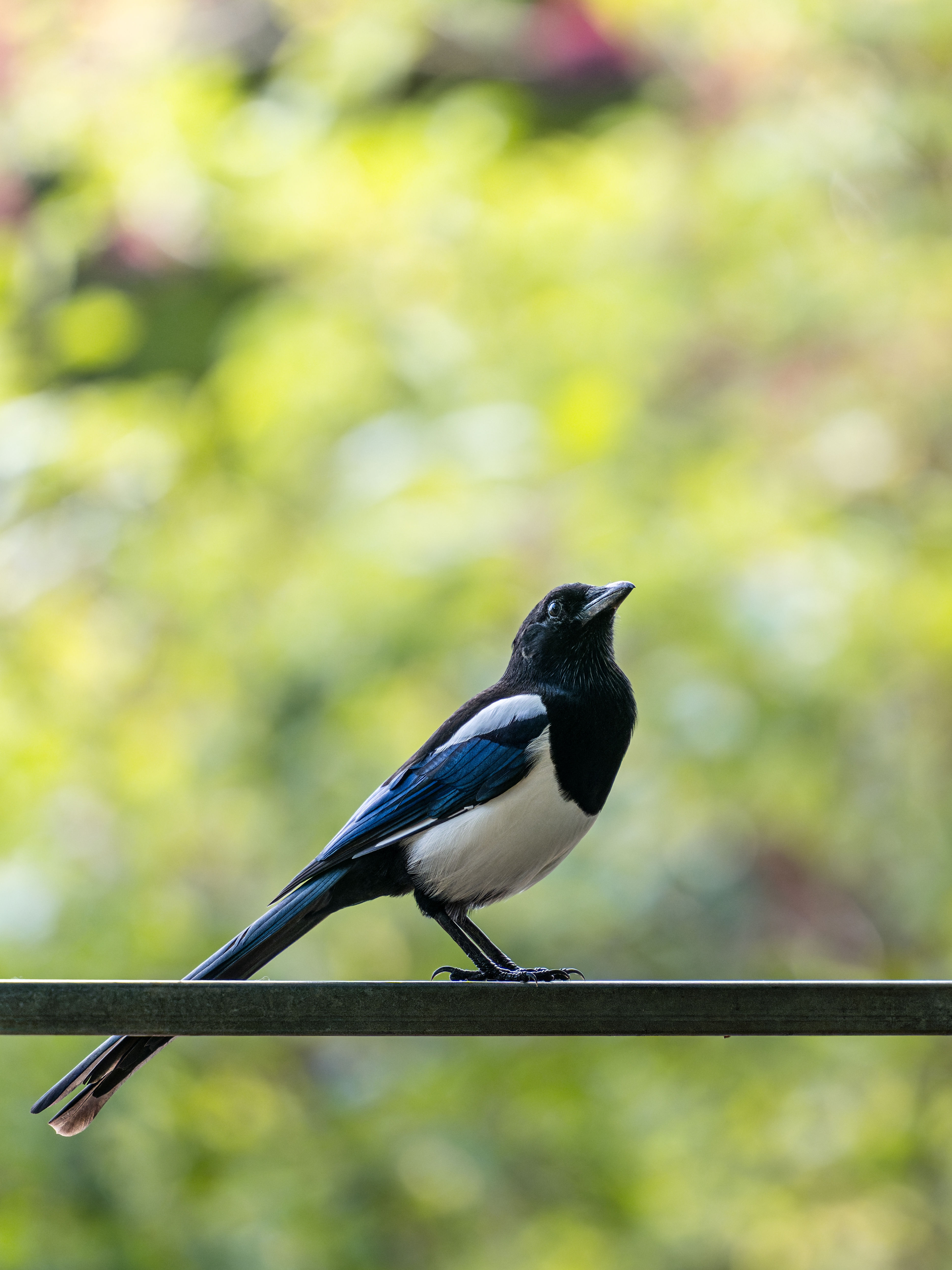 Magpie, Hitchin, Hertfordshire, England, United Kingdom