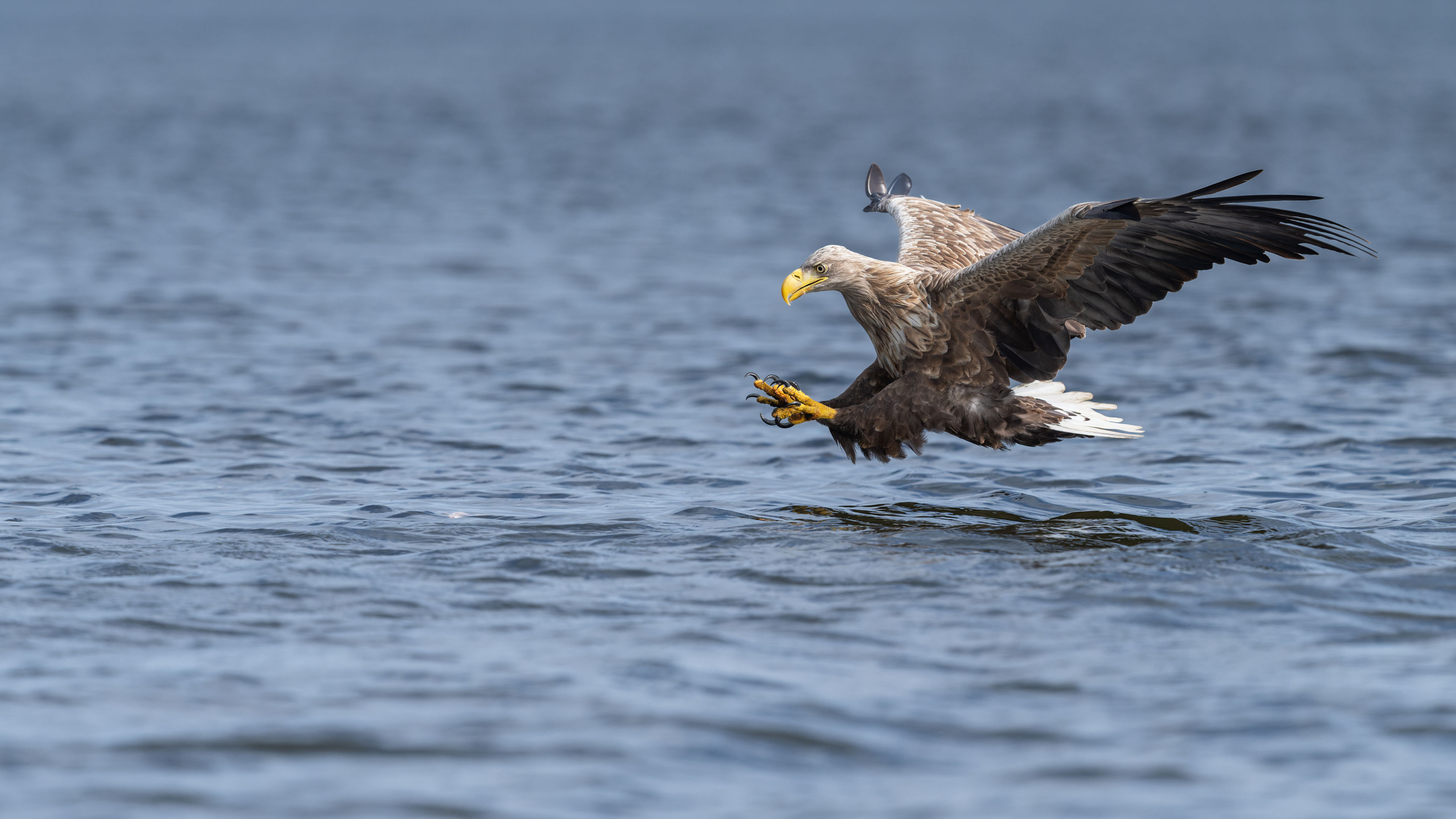 White-tailed Eagle