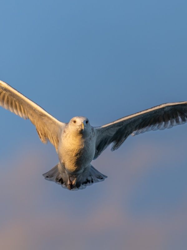 Ring-billed Gull