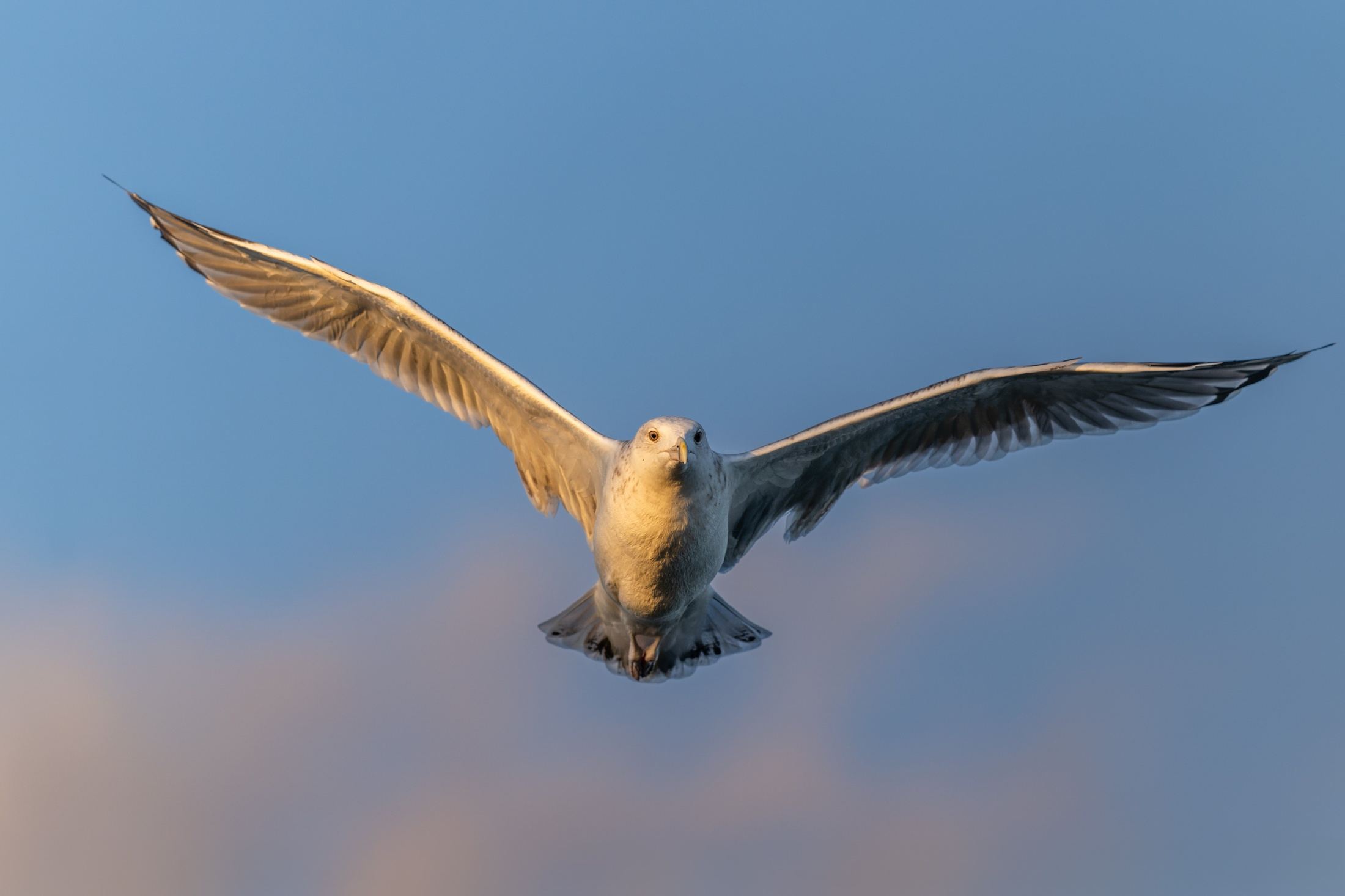 Ring-billed Gull, Piaski Małe, West Pomeranian Voivodeship, Poland