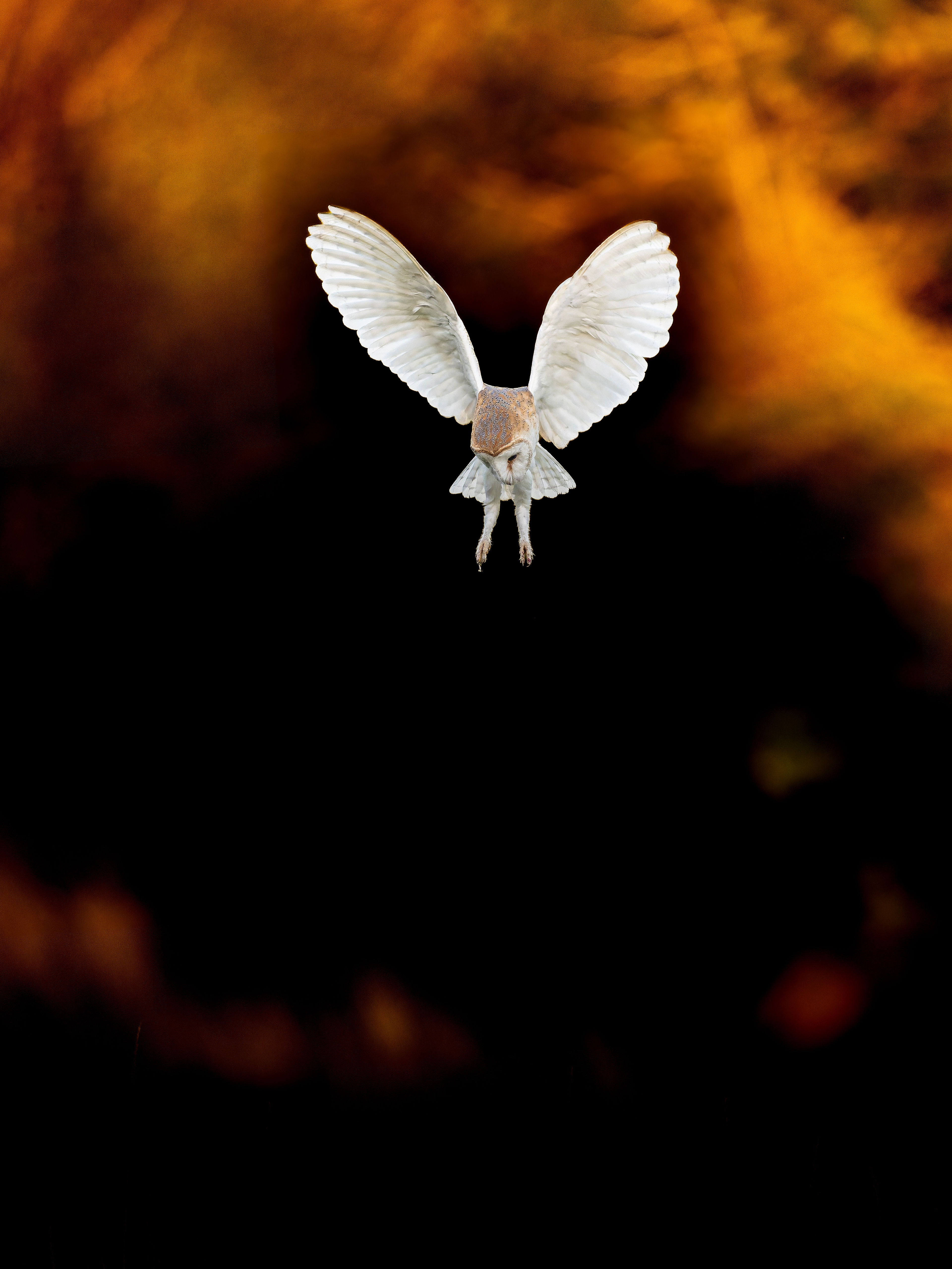 Barn Owl, Charlton, Hertfordshire, England, United Kingdom