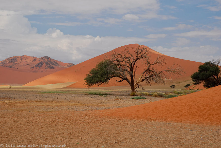 Désert du Namib 2008