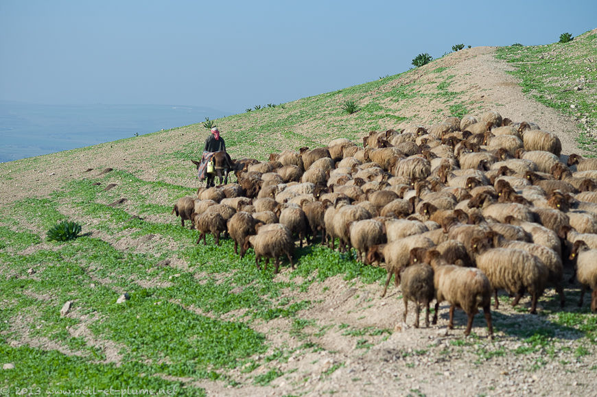 Nord Jordanie 2013