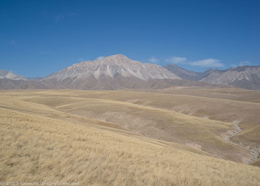 Sari Moghul 2013