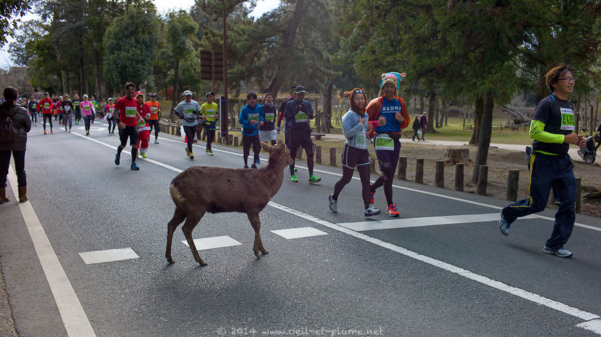 Nara 2013