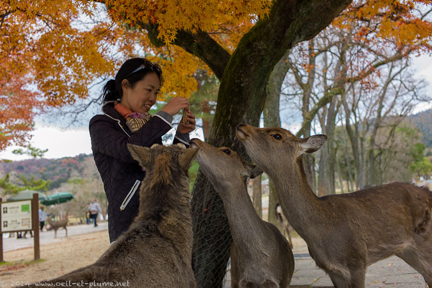 Nara 2013