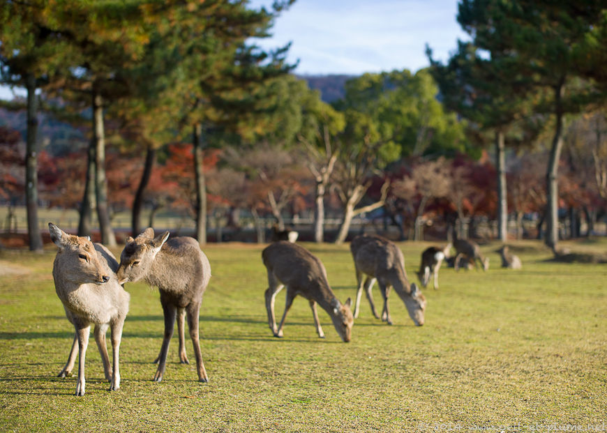 Nara 2013