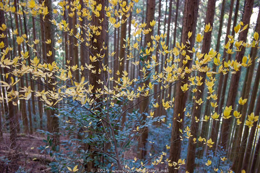 Kumano Kodo 2014