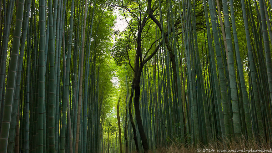 Kyoto 2014