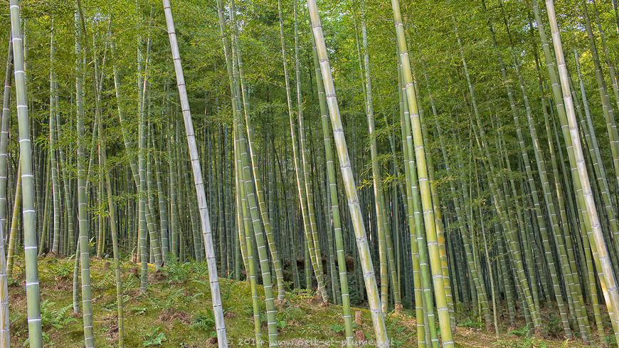 Kyoto 2014