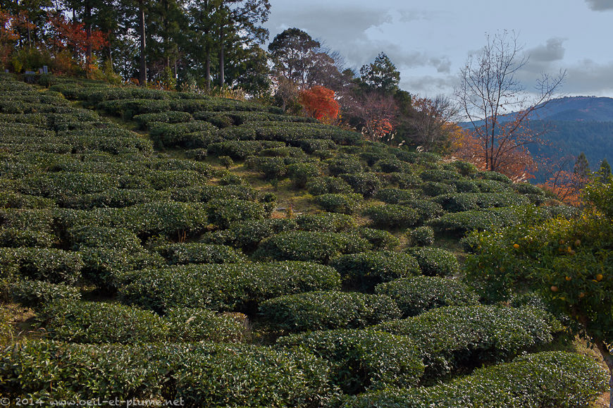 Kumano Kodo 2014