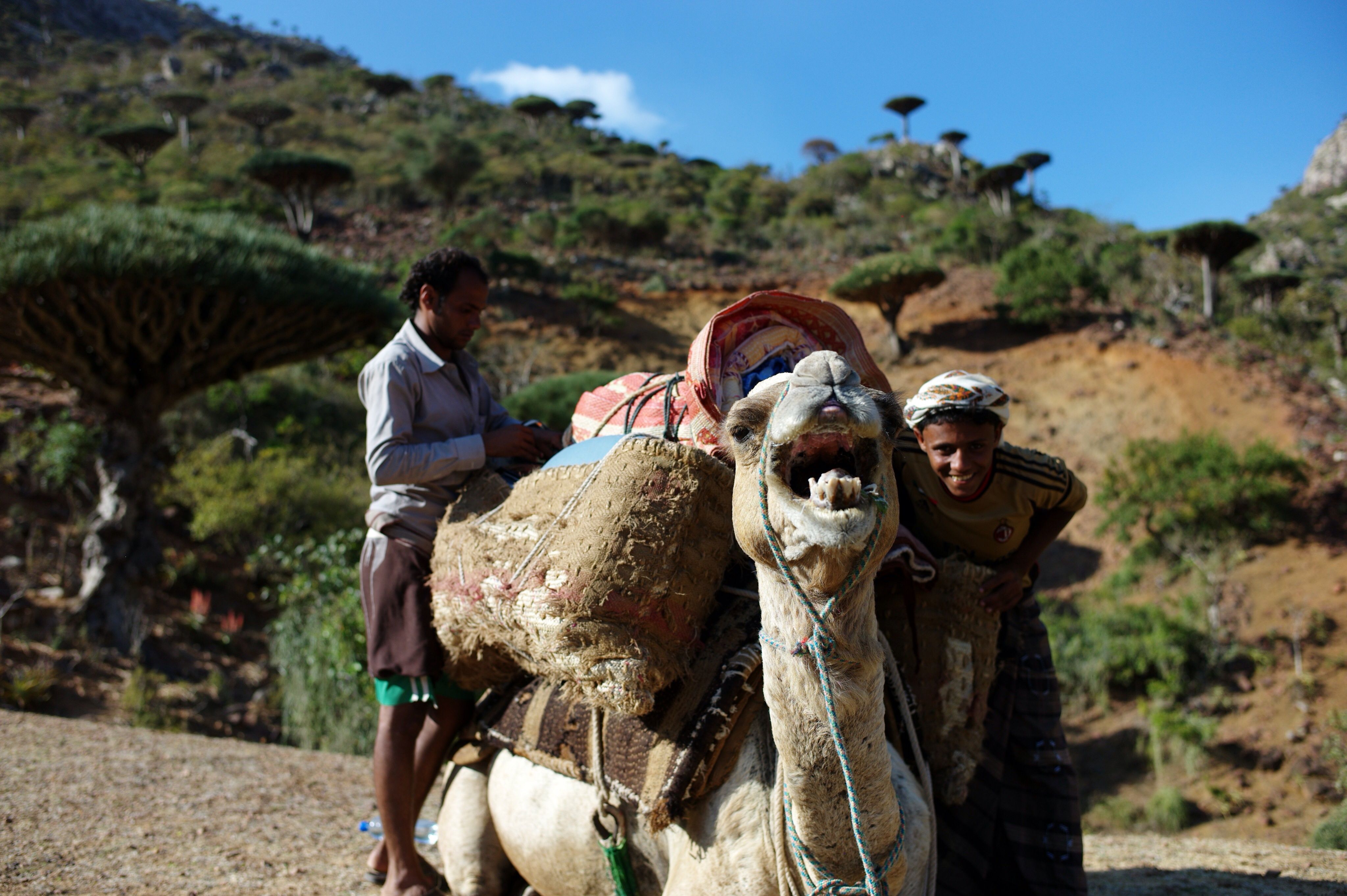 Socotra 2014