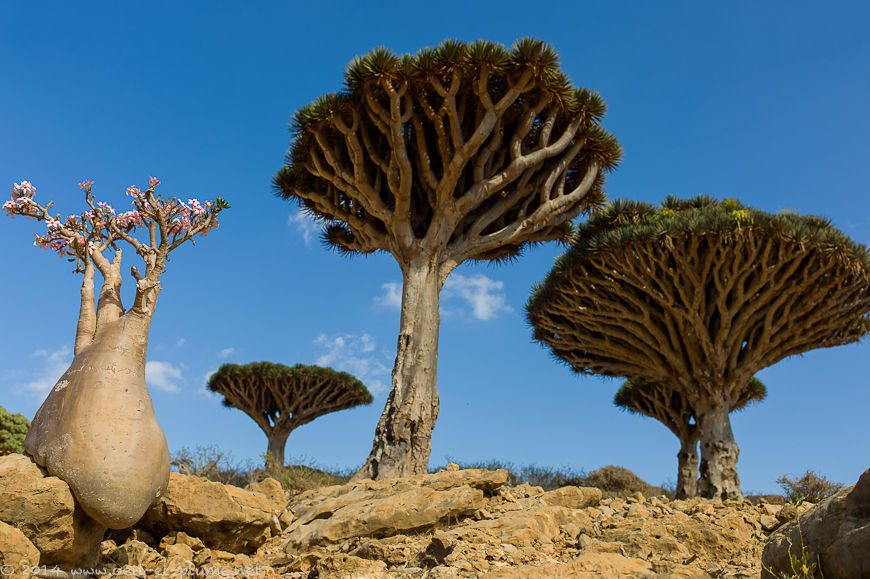 ethereal arabian nights, art deco, in socotra island