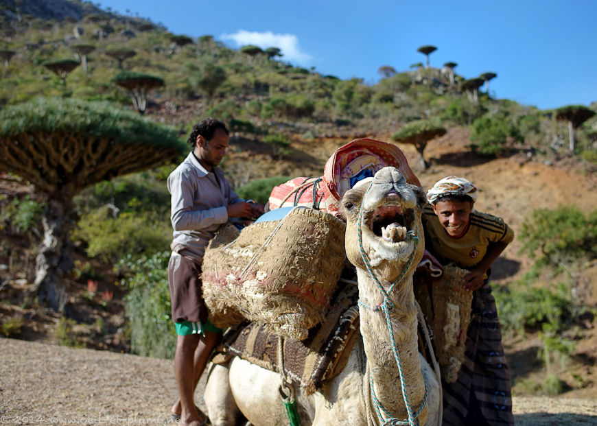 Socotra 2014