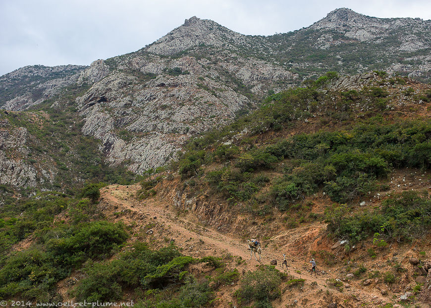 Socotra 2014