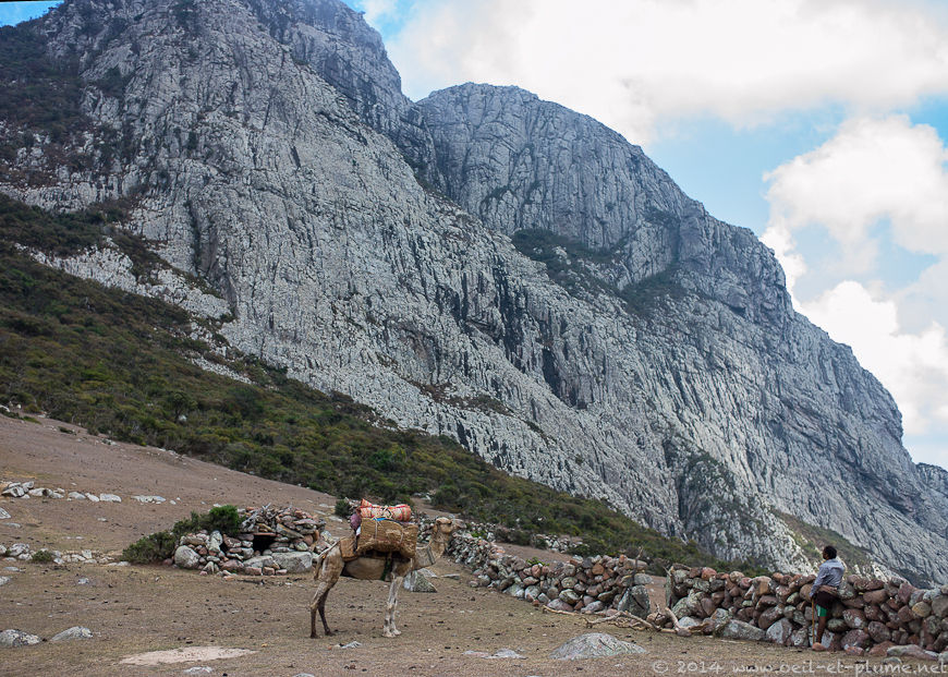 Socotra 2014