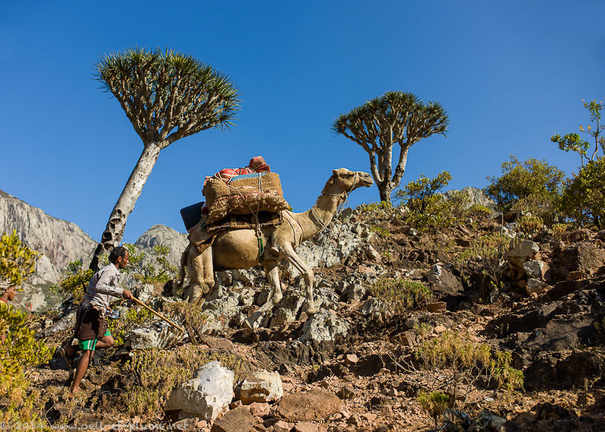 Socotra 2014