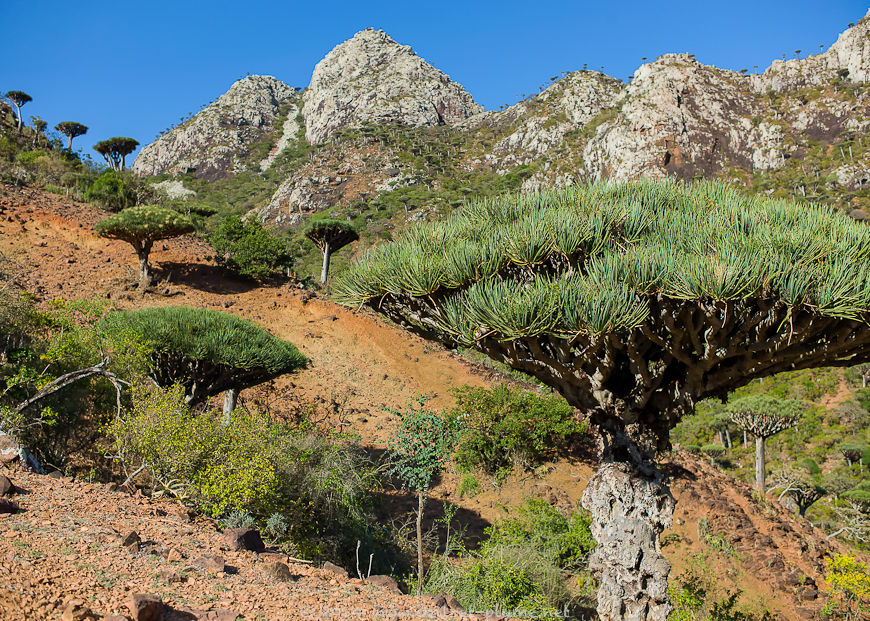 Socotra 2014