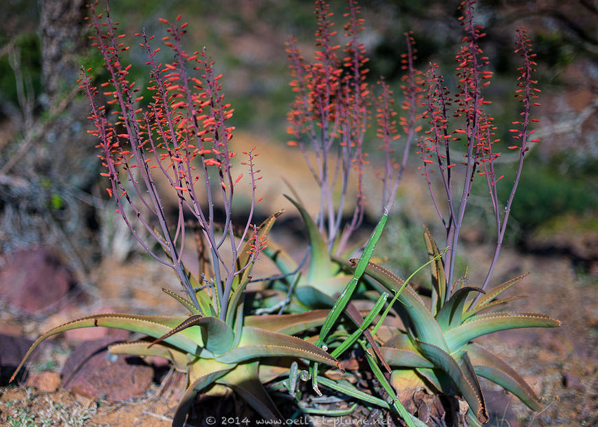 Socotra 2014