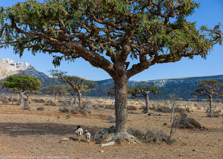 Socotra 2014