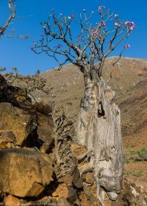 Yemen - Dragons in Socotra (1) - Coups d'oeil et Coups de plume