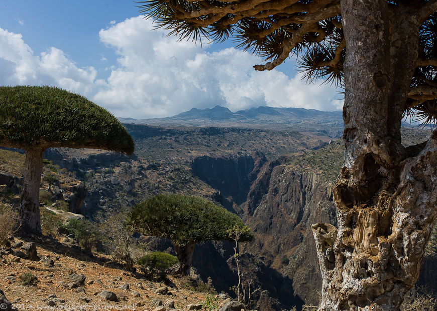 Socotra 2014