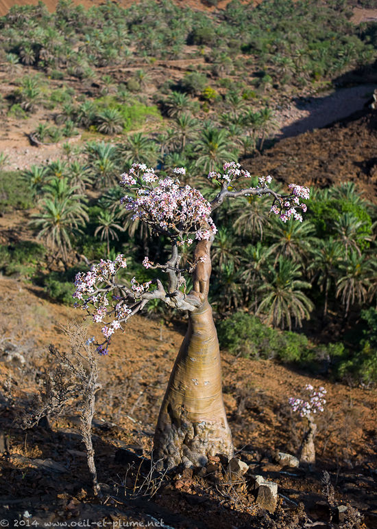 Socotra 2014