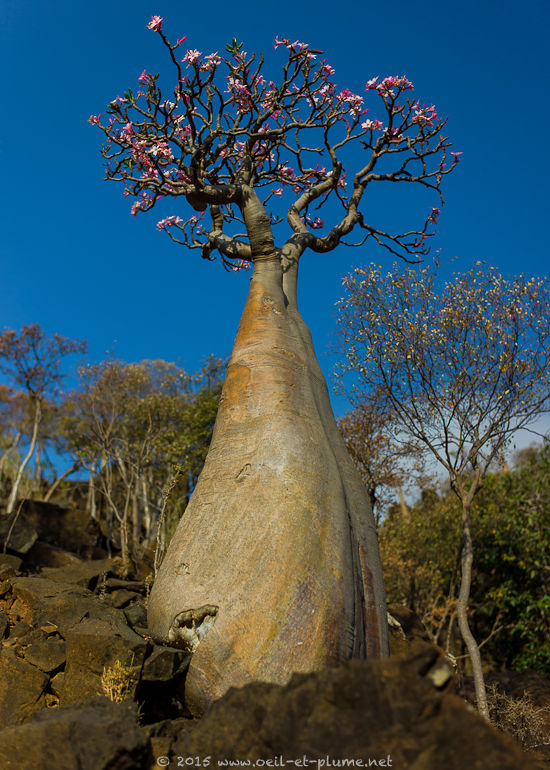 Socotra 2015