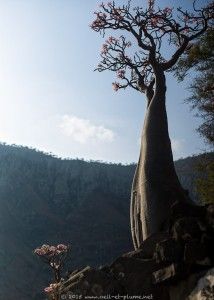 Yemen - Dragons in Socotra (1) - Coups d'oeil et Coups de plume